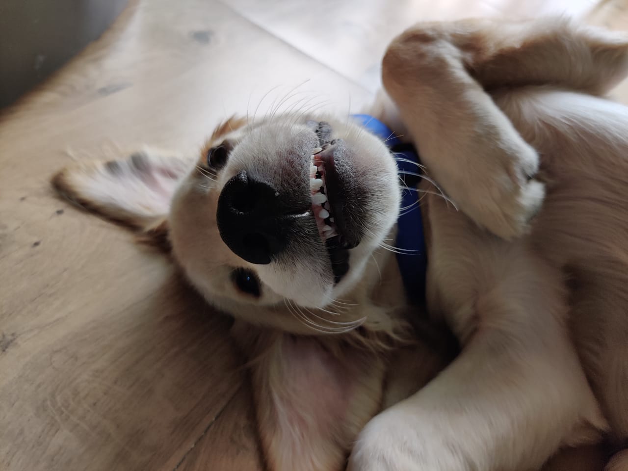 Our Simba