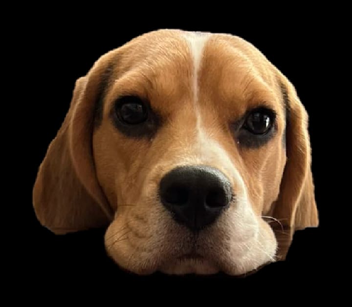 RnP Parent Speak | Peanut and his Rocks and Pebbles