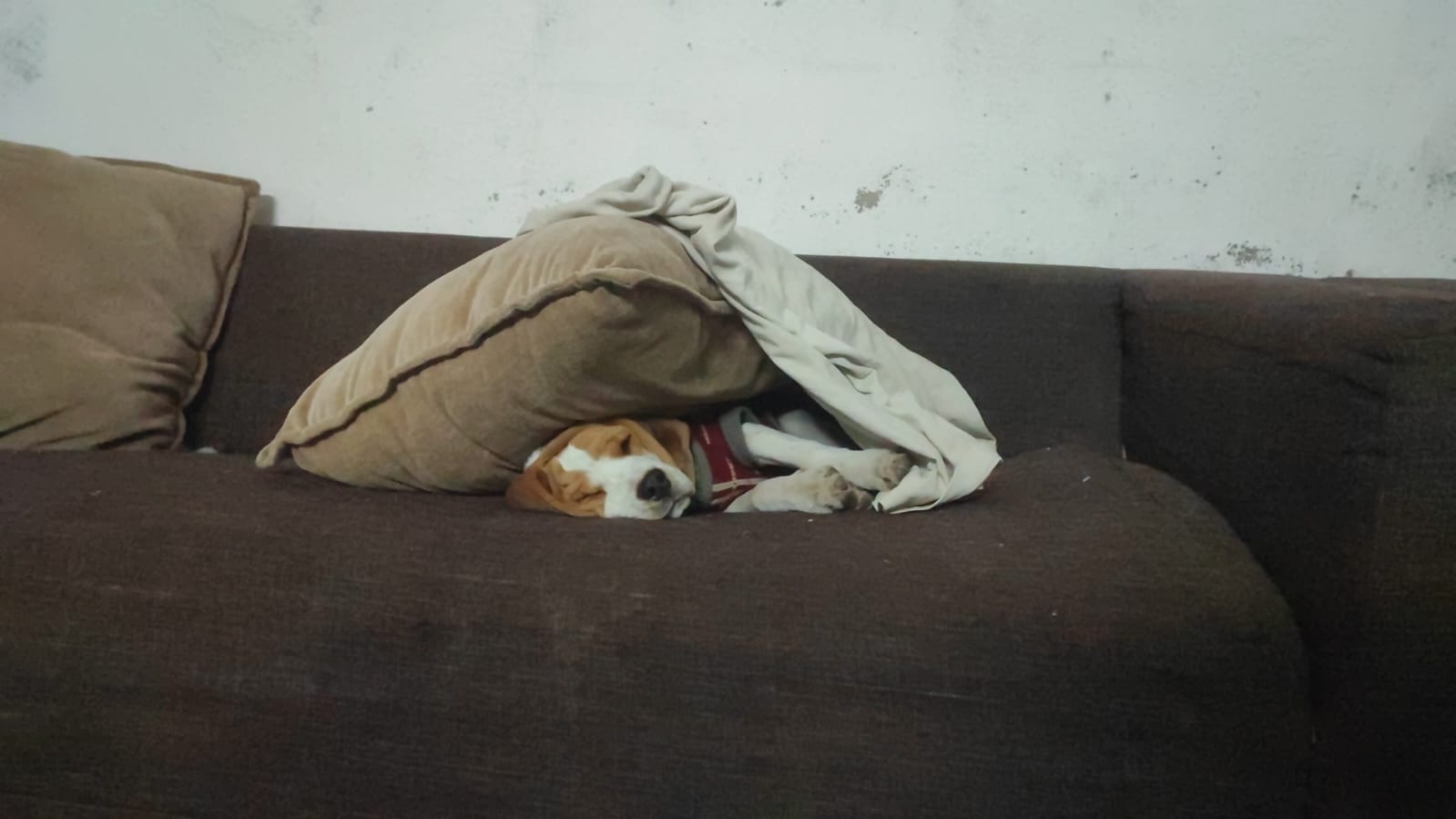 RnP Parent Speak | Poco, The Badmaash Beagle